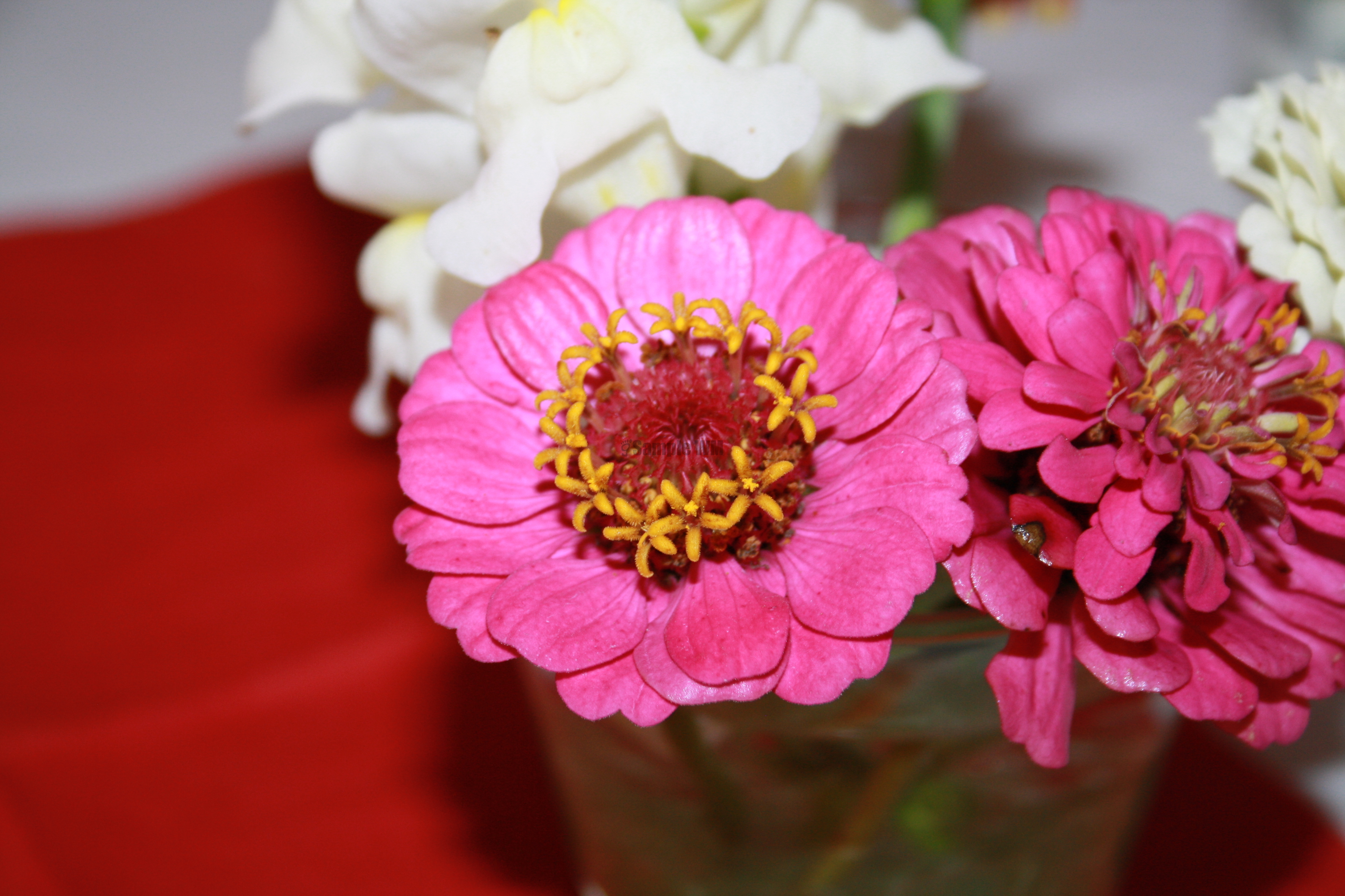 IMG_7899.JPG