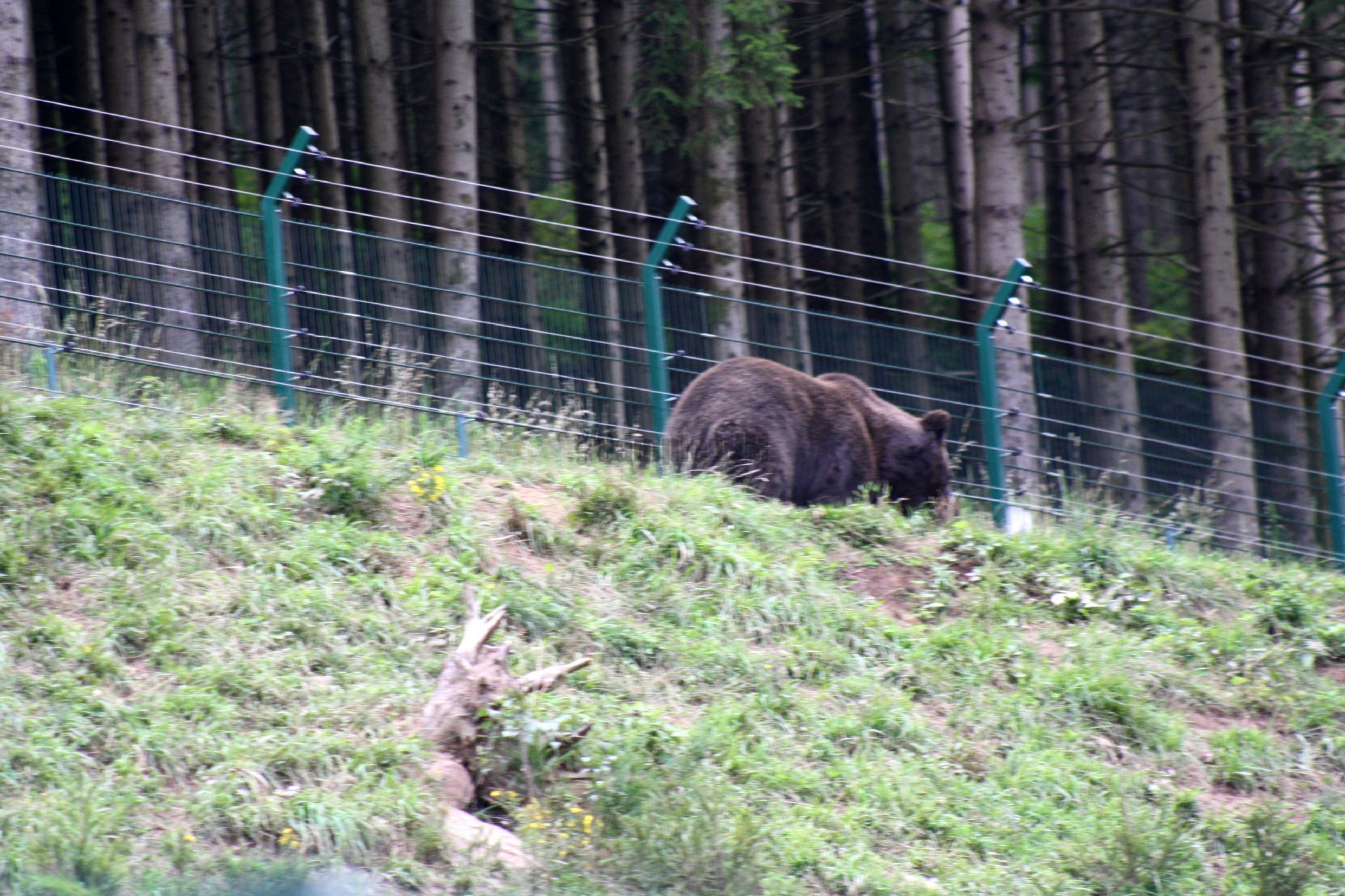 IMG_5517.jpg