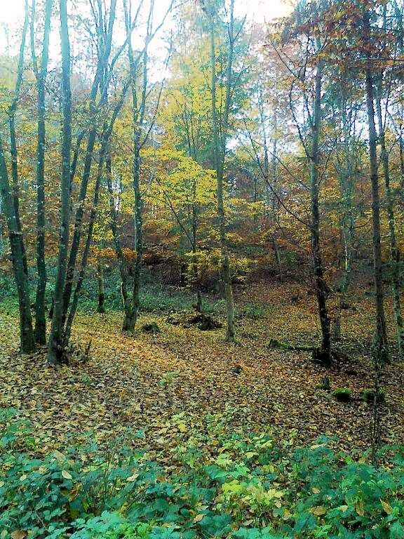 Foto0139.jpg