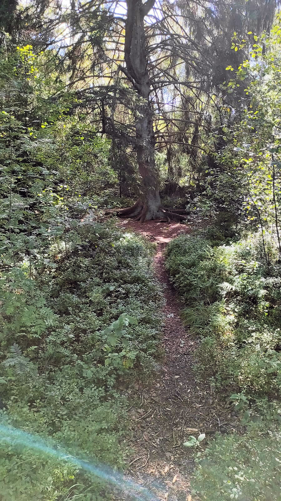 Beim Waldbaden
