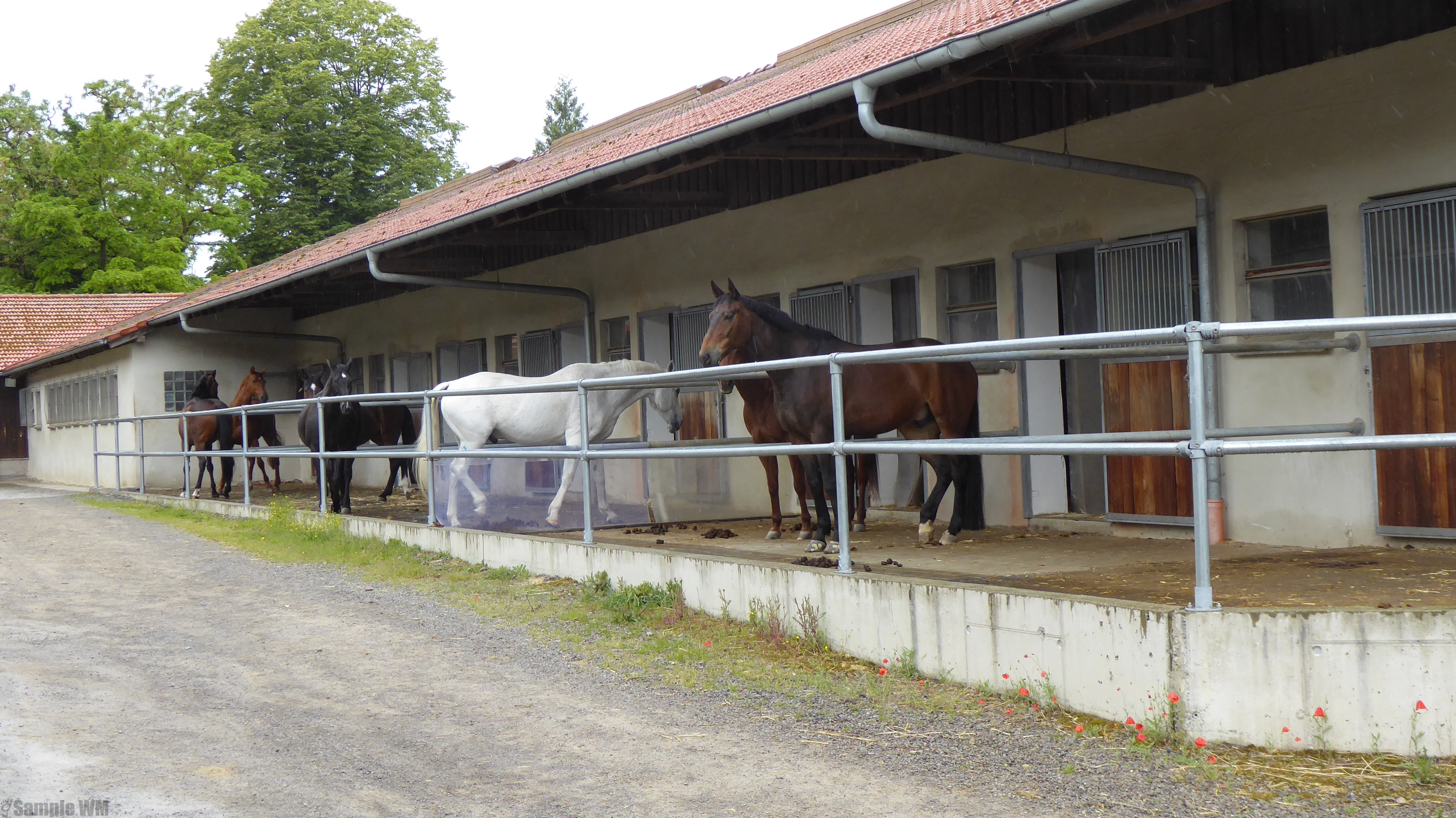 Klassentreffen_2024-05-23_Z_Pferdepraxis_Ammerhof_28229.JPG