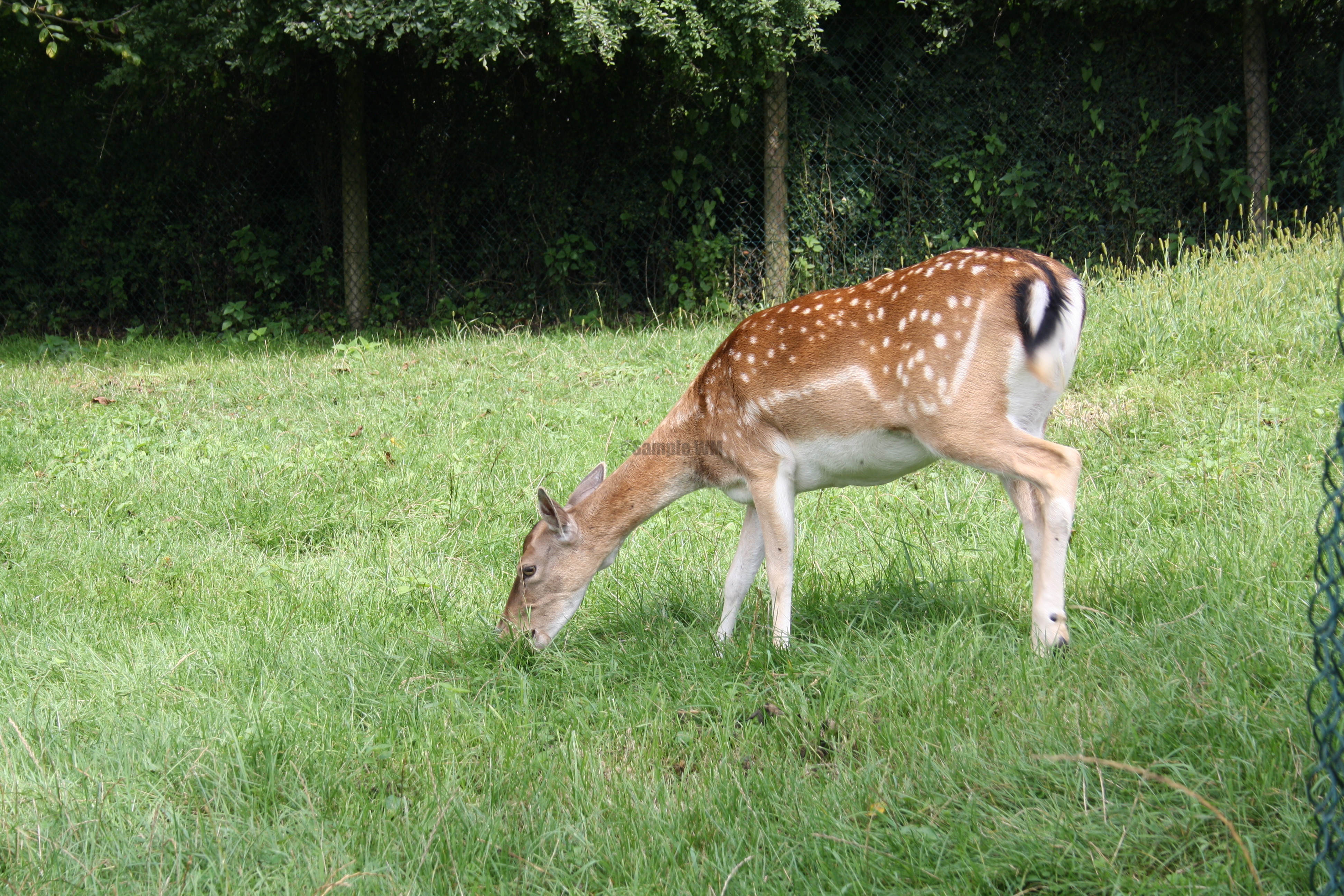 IMG_5943.JPG