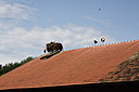 IMG_5904.JPG