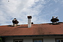 IMG_5907.JPG