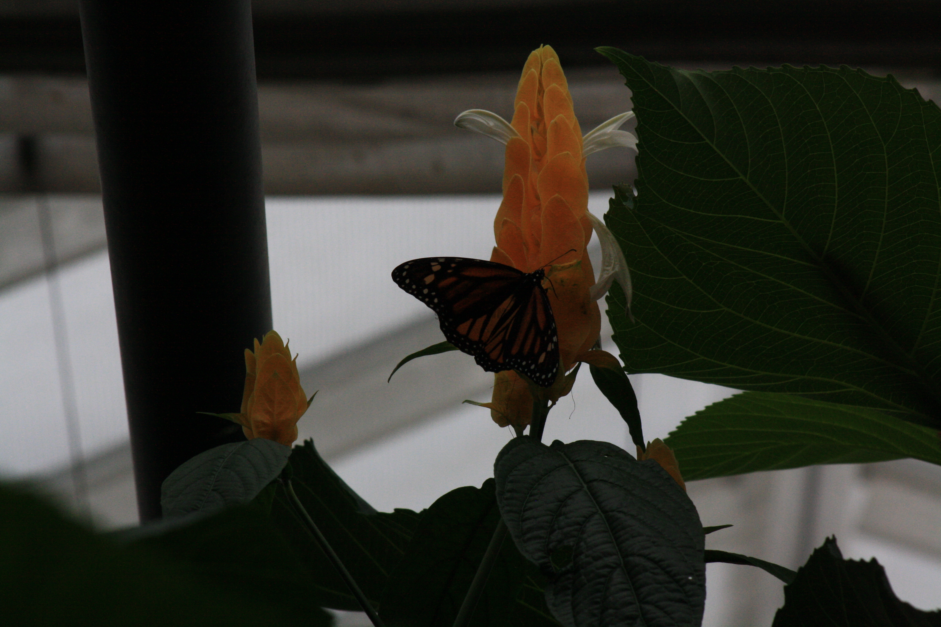 IMG_7763.JPG