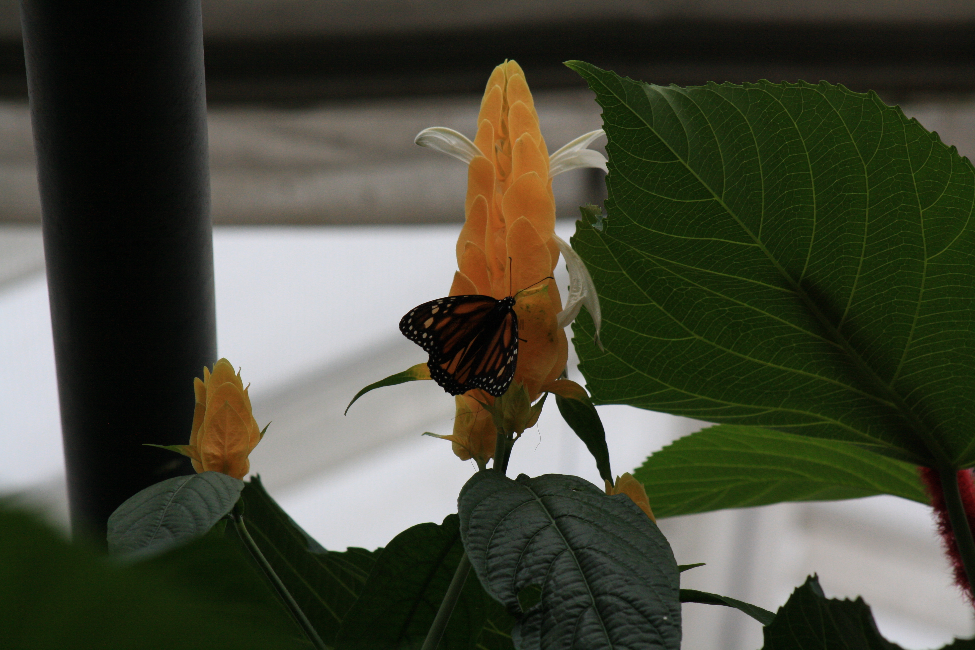 IMG_7765.JPG