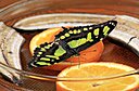 IMG_7756.JPG