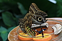 IMG_7760.JPG