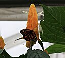 IMG_7764.JPG