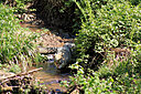 IMG_8313.JPG