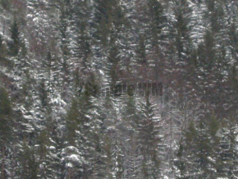 IMG_4585.JPG