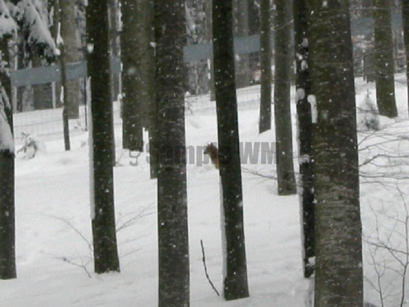 IMG_4719.JPG