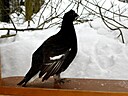 IMG_4694.JPG