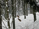IMG_4713.JPG