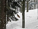 IMG_4718.JPG