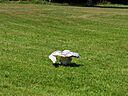 Bodensee_058.jpg
