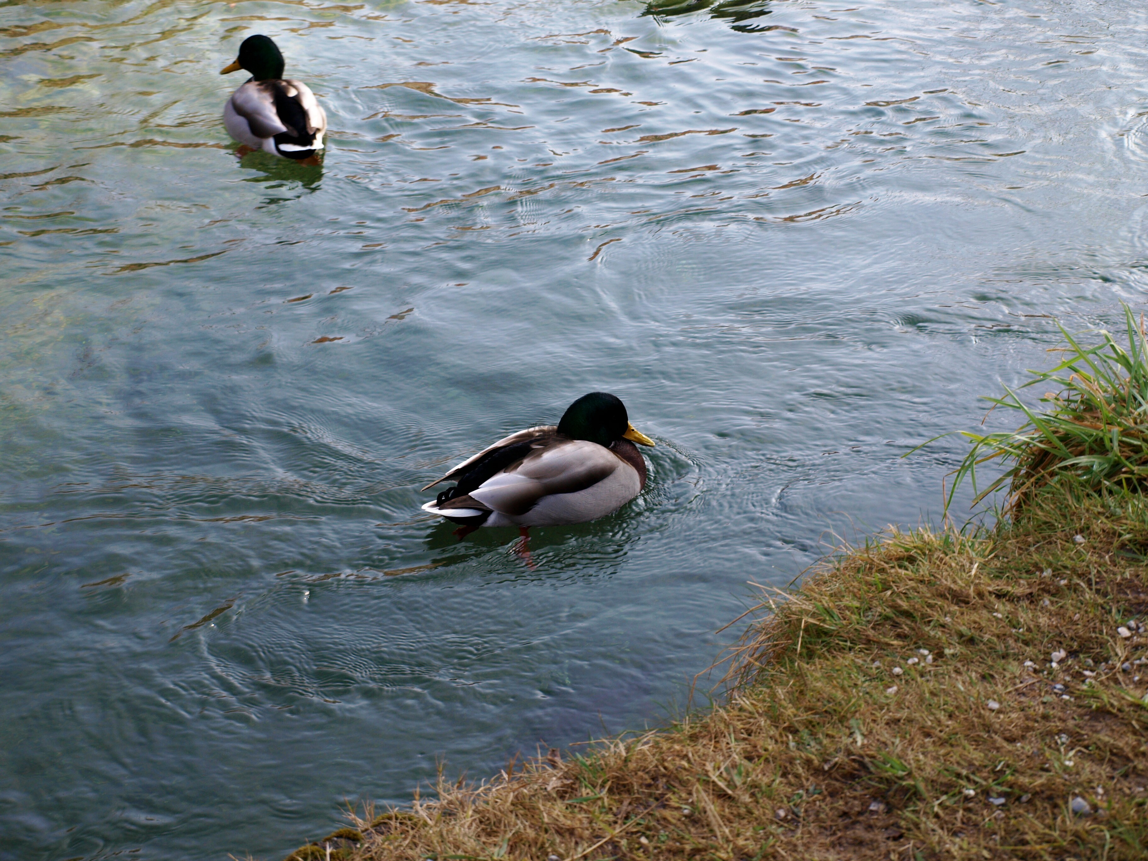 Ruhpolding_02_2011_006.jpg