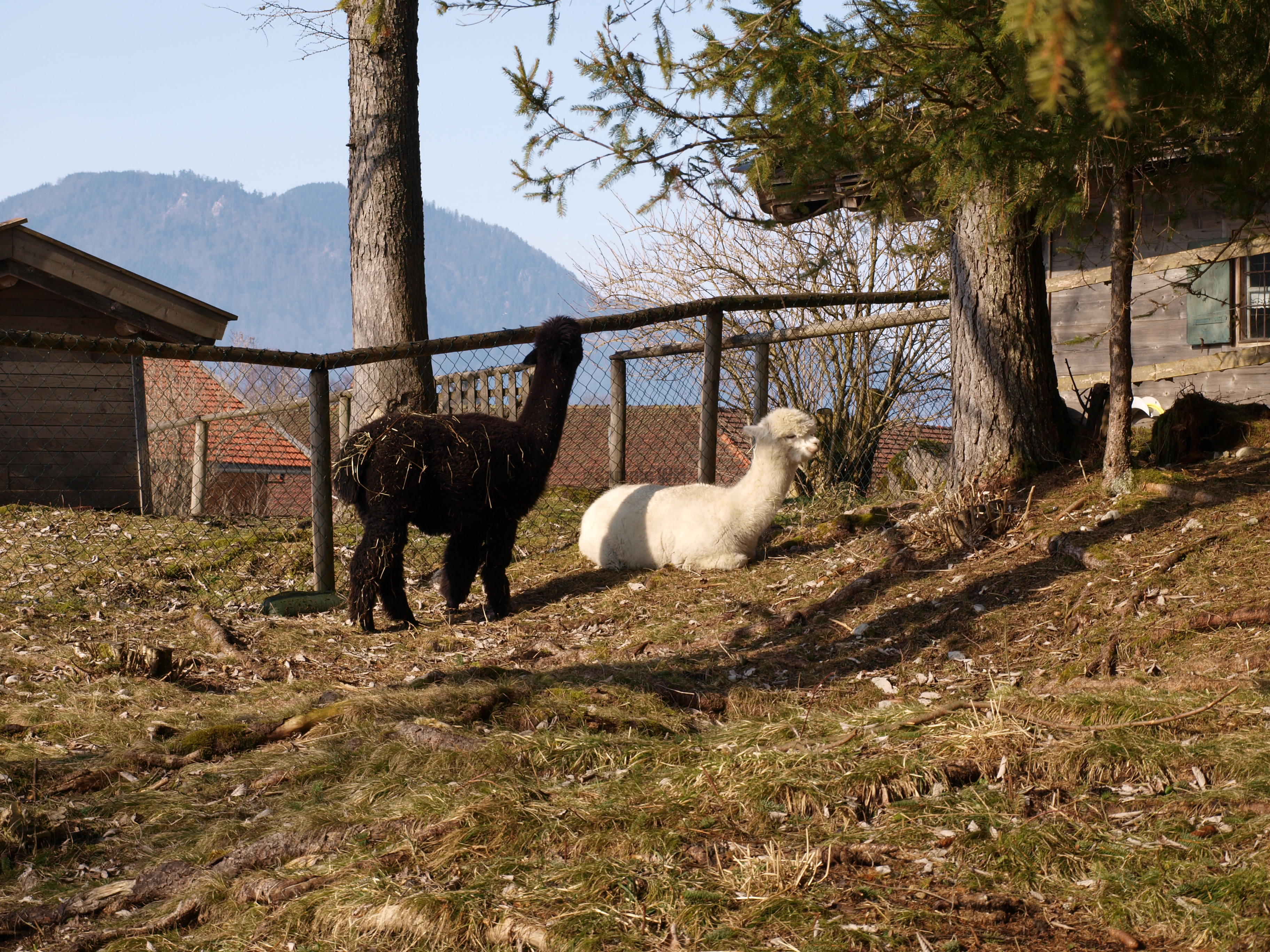 Ruhpolding_02_2011_018.jpg
