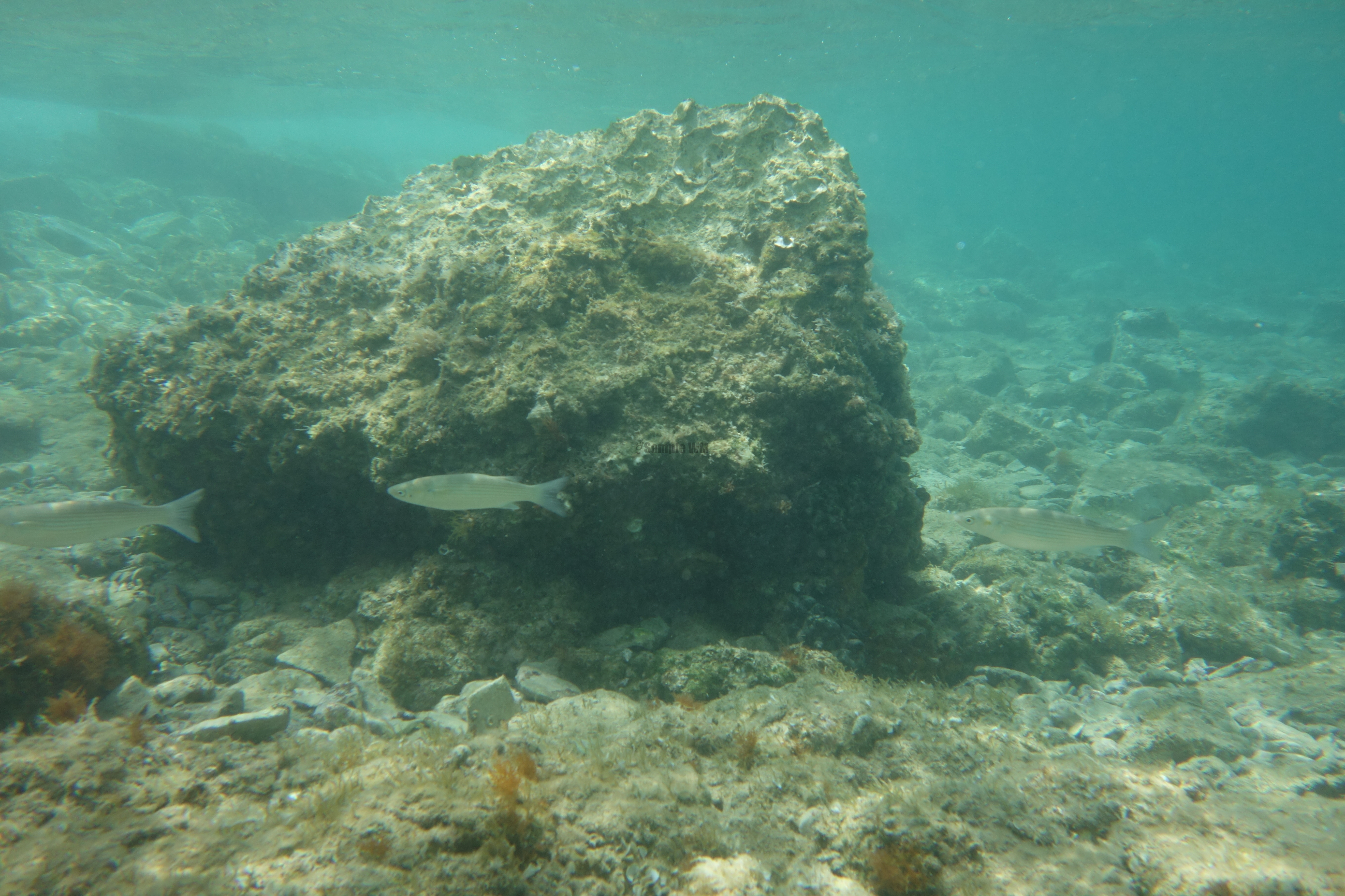 2013-06-29_13_43_55.jpg