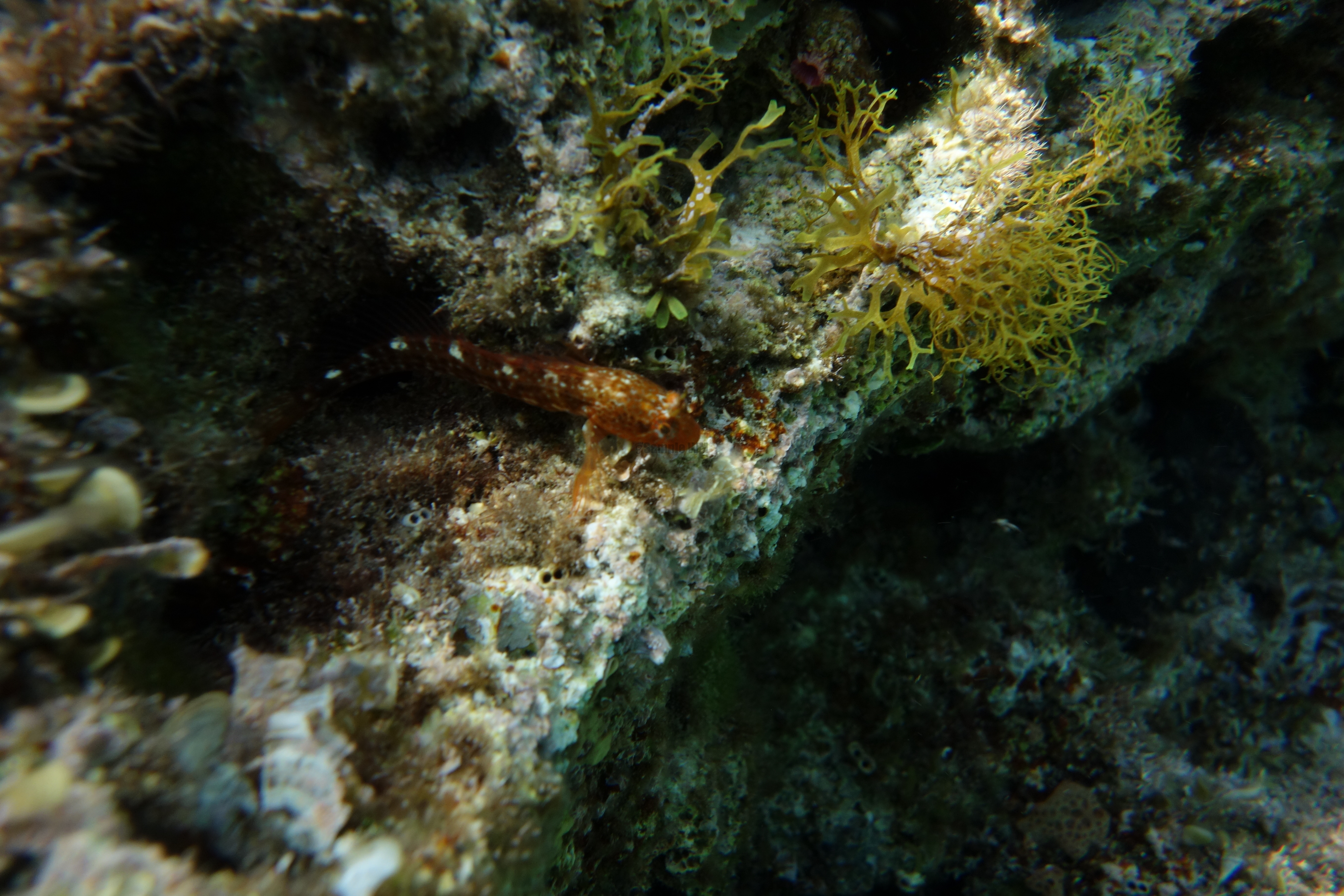 2013-07-04_15_35_01.jpg