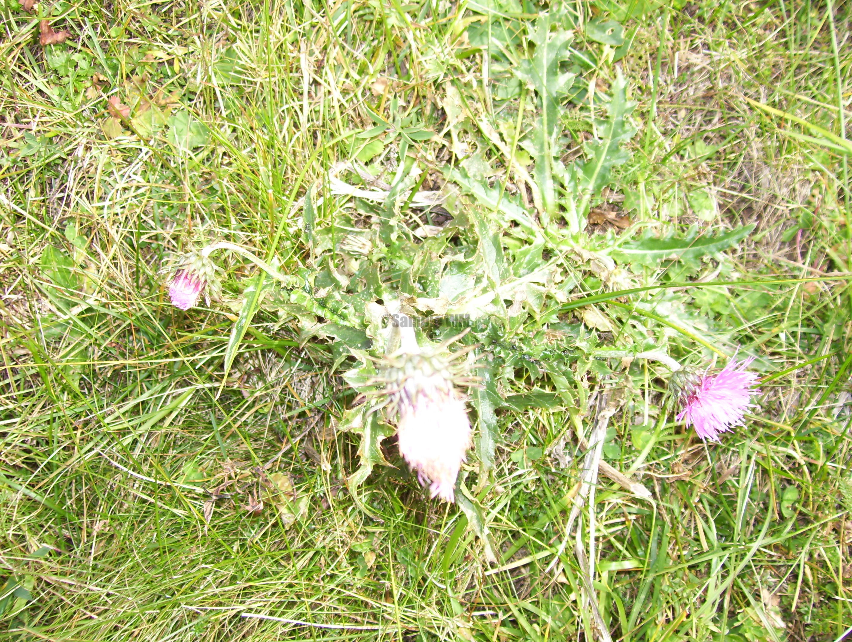 100_1363.JPG