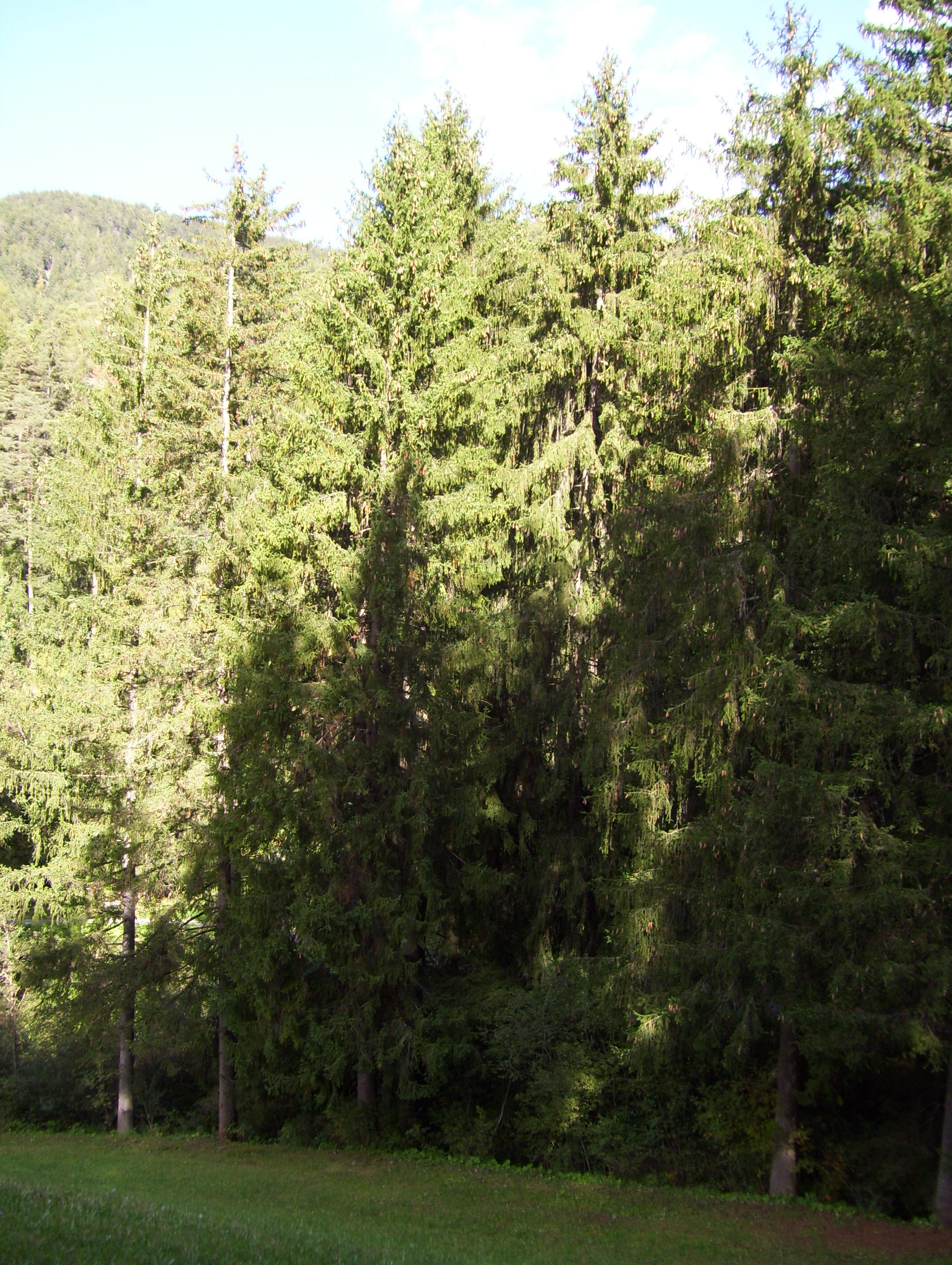 100_1394.JPG