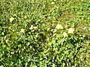 100_1352.JPG