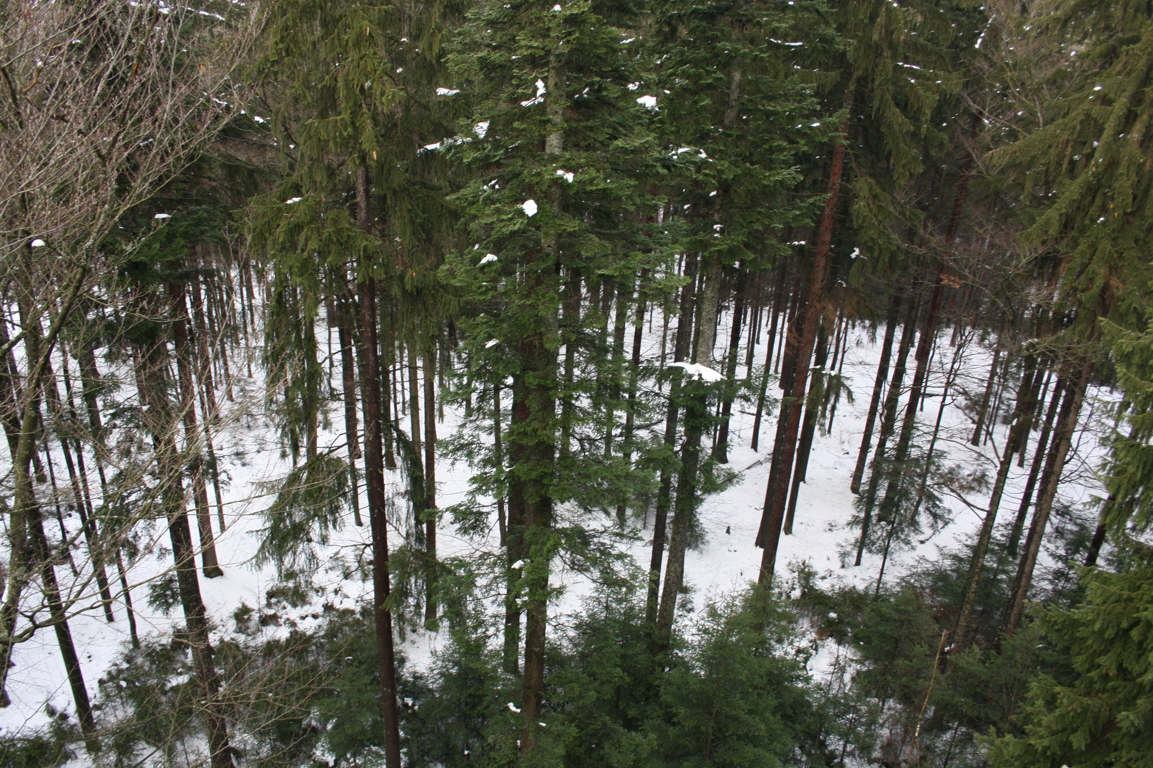 IMG_6972.JPG