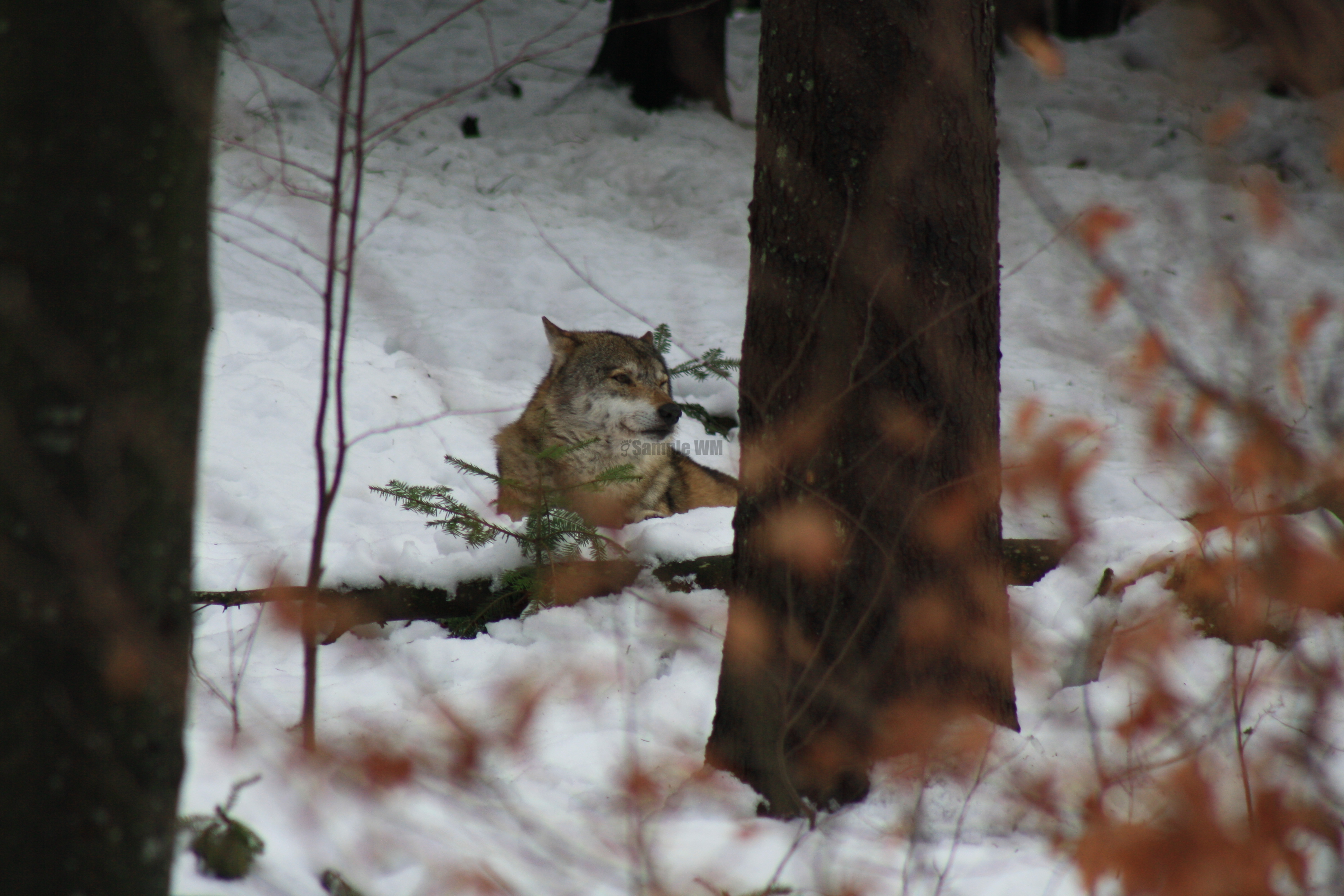 IMG_7117.JPG