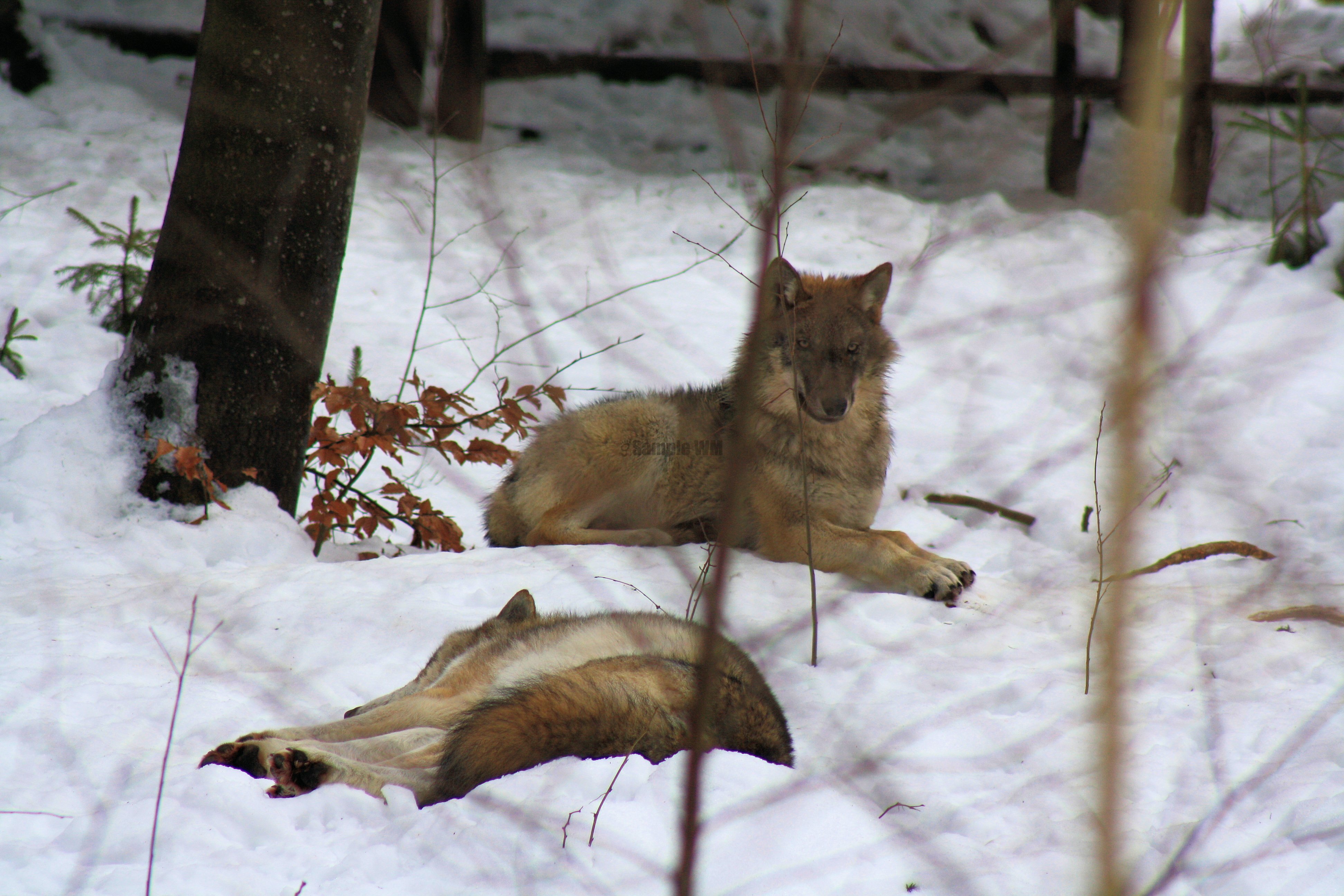 IMG_7120.JPG