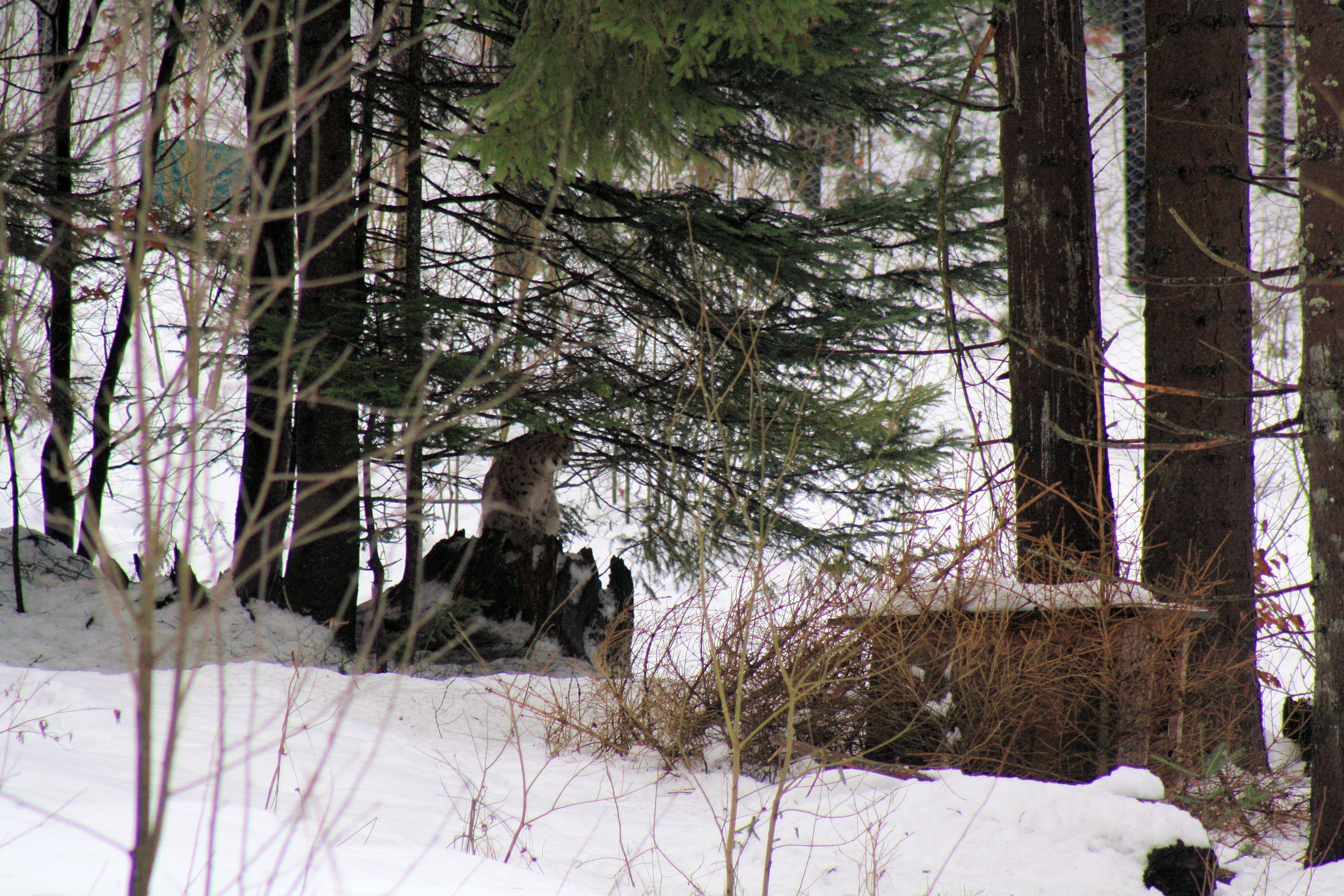 IMG_7121.JPG