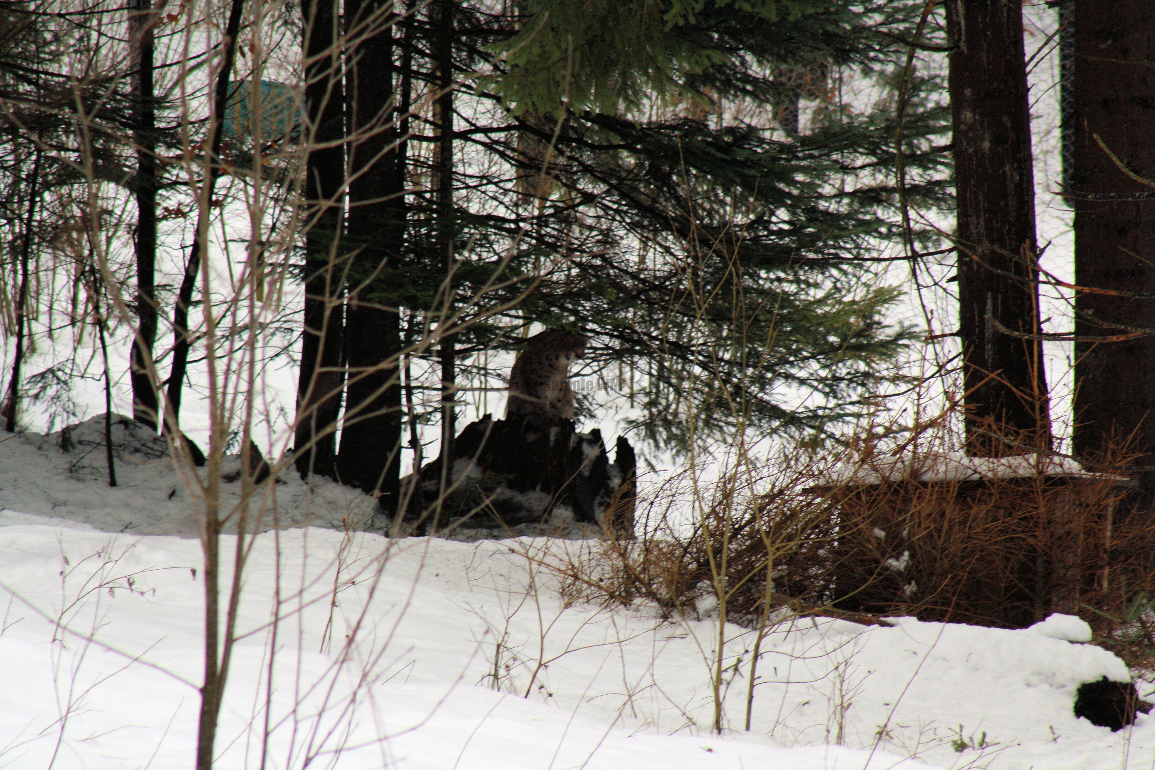 IMG_7126.JPG