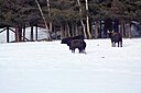 IMG_7084.JPG