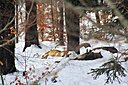 IMG_7095.JPG