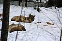 IMG_7116.JPG
