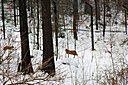 IMG_7135.JPG