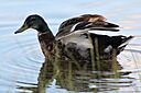IMG_7450.jpg